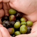 ARRÓNIZ: LA OLIVA DEL NORTE