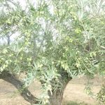 LA HISTORIA DEL OLIVO Y DE LOS ACEITES DE OLIVA: OLEUM EX ALBIS ULIVIS, OLEUM PRIMAE PRESSURAE