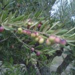 VARIEDAD DE OLIVA ARRONIZ