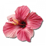 Bebida probiótica sabor hibisco