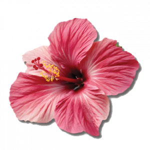 Bebida probiótica sabor hibisco