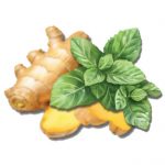 Bebida probiótica sabor Menta-Gengibre