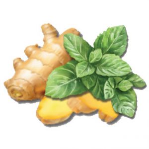Bebida probiótica sabor Menta-Gengibre